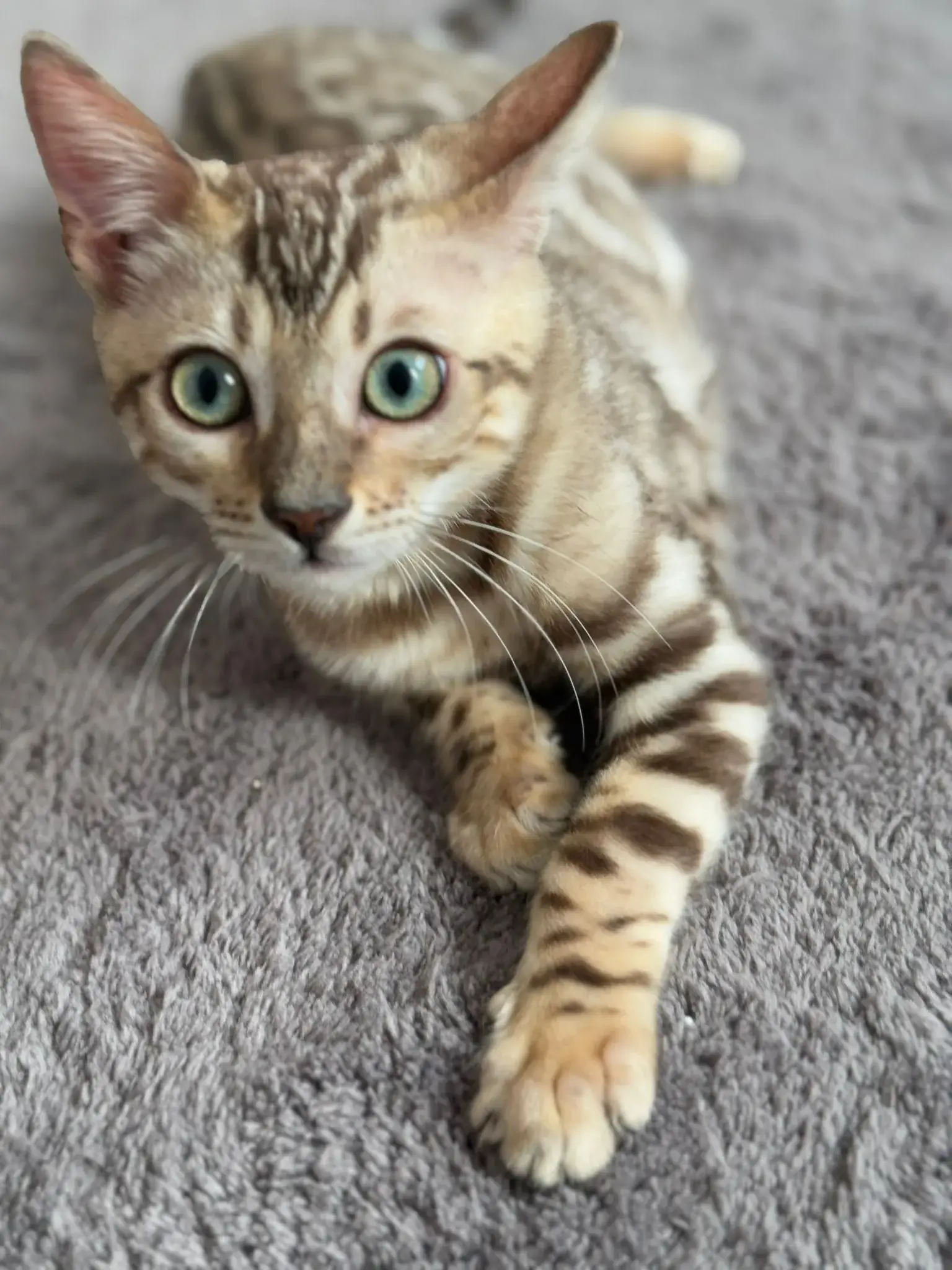 Braunes Bengalkitten blickt aufmerksam nach oben