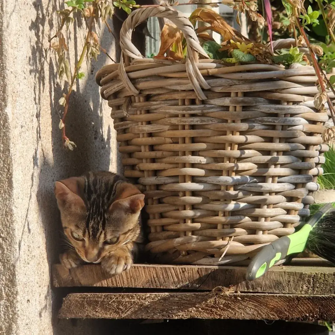 Bengalkitten sitzt in einem geflochtenen Korb