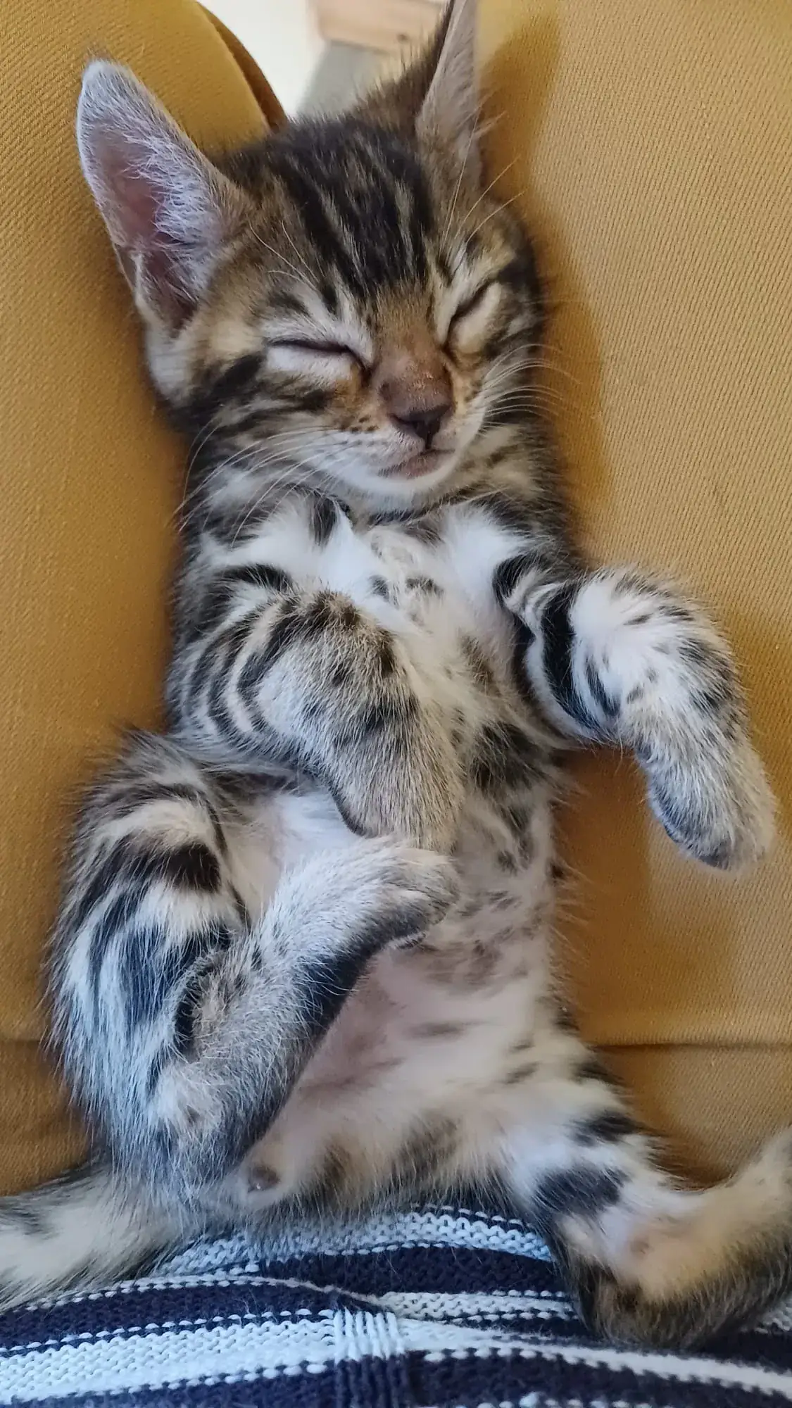 Bengalkitten schläft entspannt auf dem Schoß eines Menschen