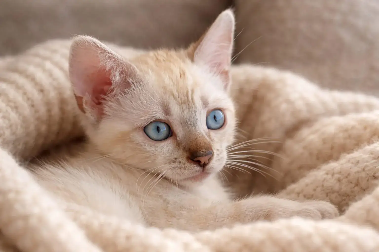 Snow-Bengalkitten liegt zusammengerollt auf einer cremefarbenen Strickdecke