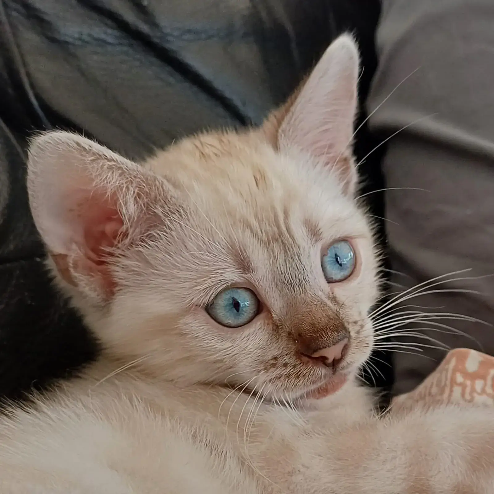 Nahaufnahme eines Snow-Bengalkittens mit hellblauen Augen