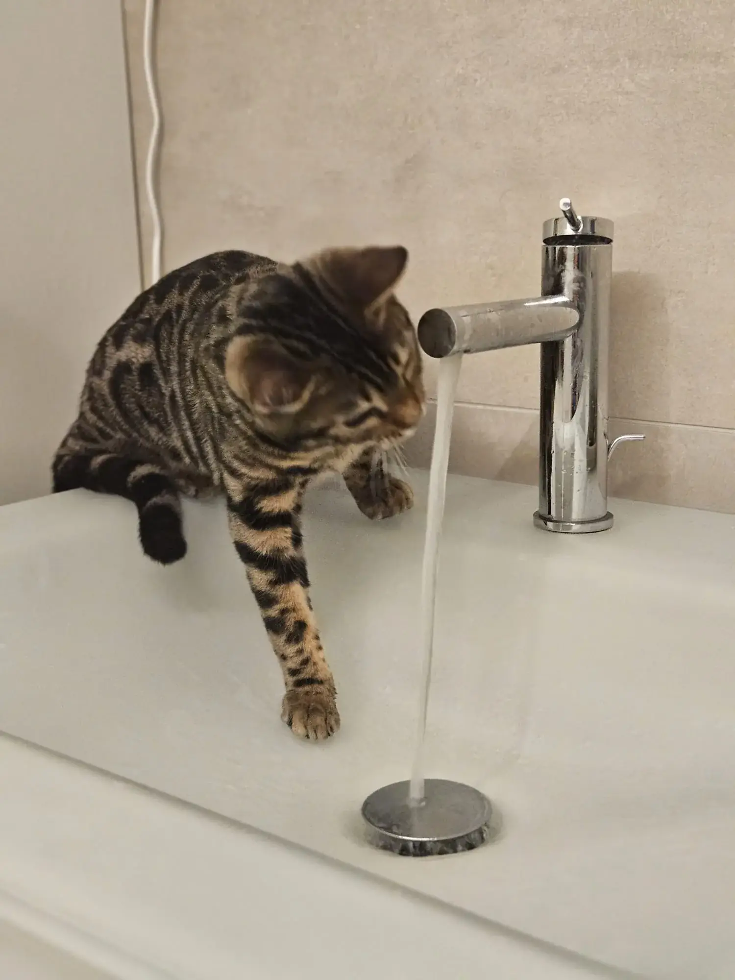 Bengalkatze spielt neugierig mit dem laufenden Wasserstrahl am Waschbecken