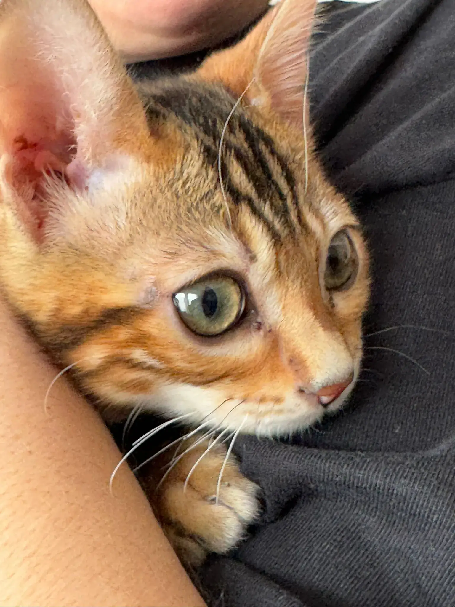 Junge Bengalkatze schmiegt sich an die Schulter ihrer Züchterin
