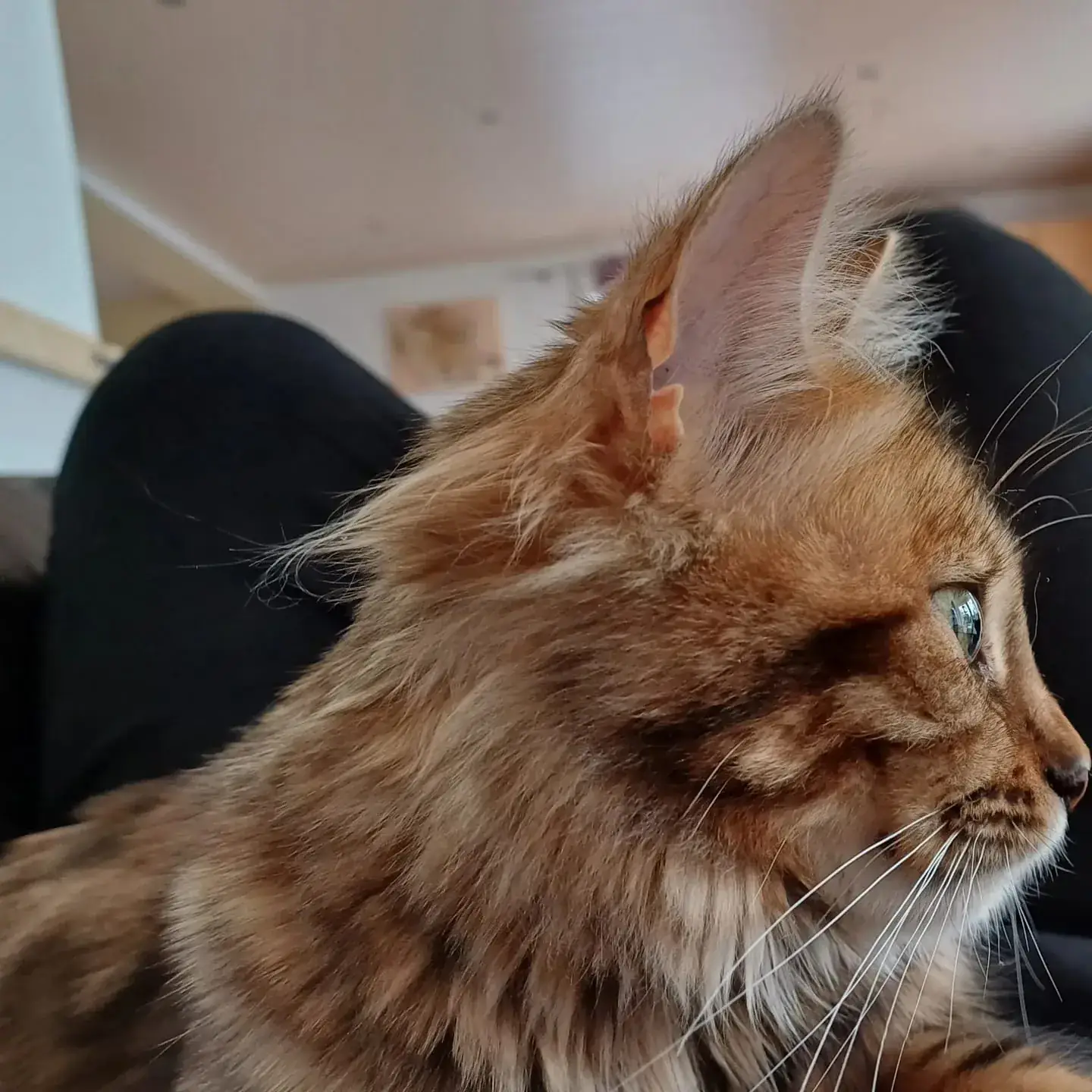 Kopf einer Bengalkatze im Profil mit langen Schnurrhaaren am Fenster