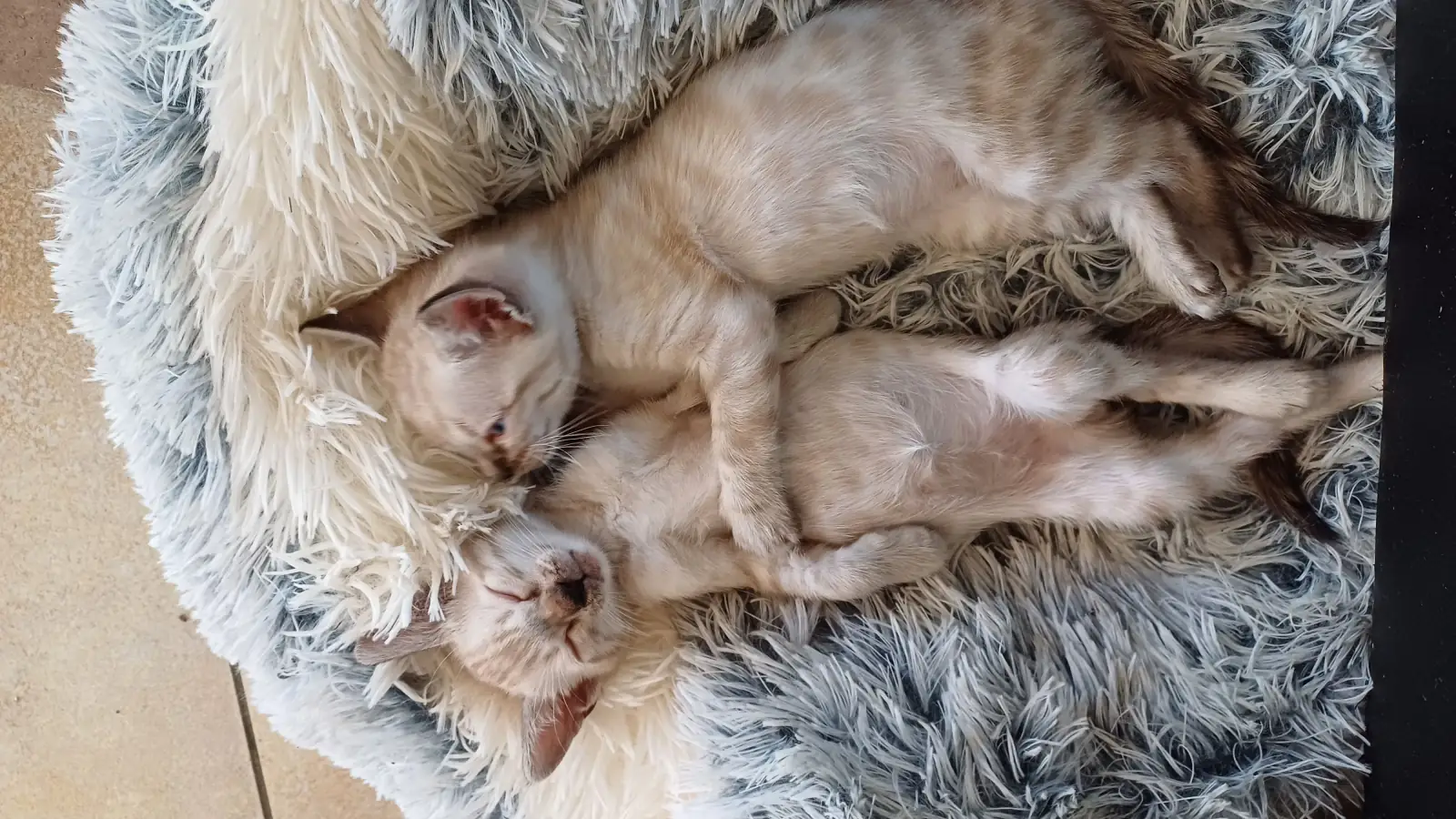 Bengalkätzin liegt mit ihren neugeborenen Kitten im Nest mitten im Wohnbereich