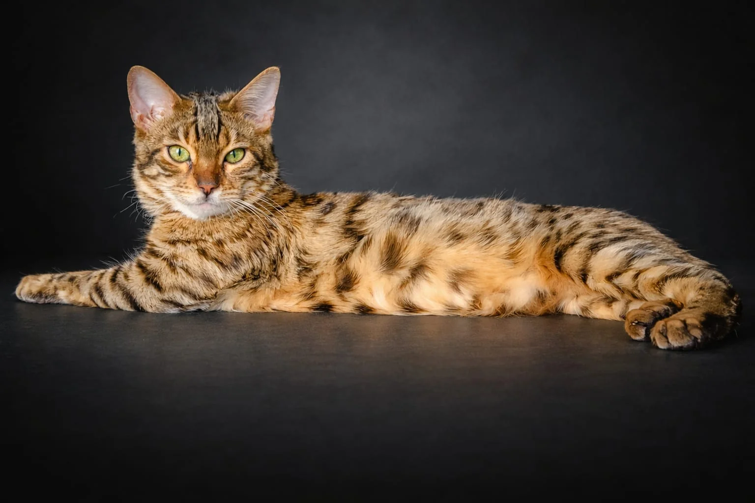 Der Bengalkater Mogli liegt ausgestreckt vor dunklem Hintergrund, sein braun geflecktes Fell ist deutlich zu sehen
