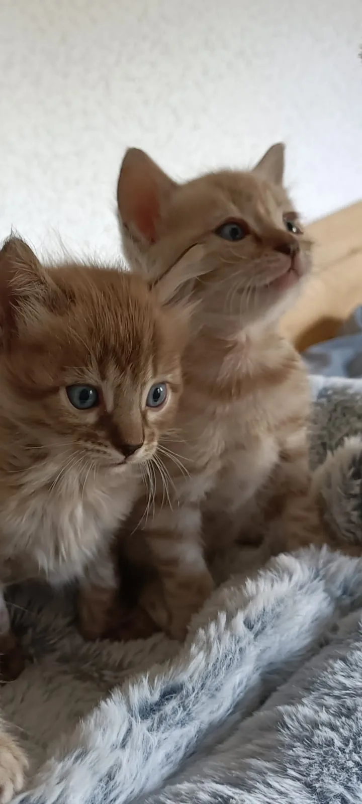 Zwei Bengal-Kitten aus dem aktuellen Wurf sitzen dicht beieinander auf einer Kuscheldecke