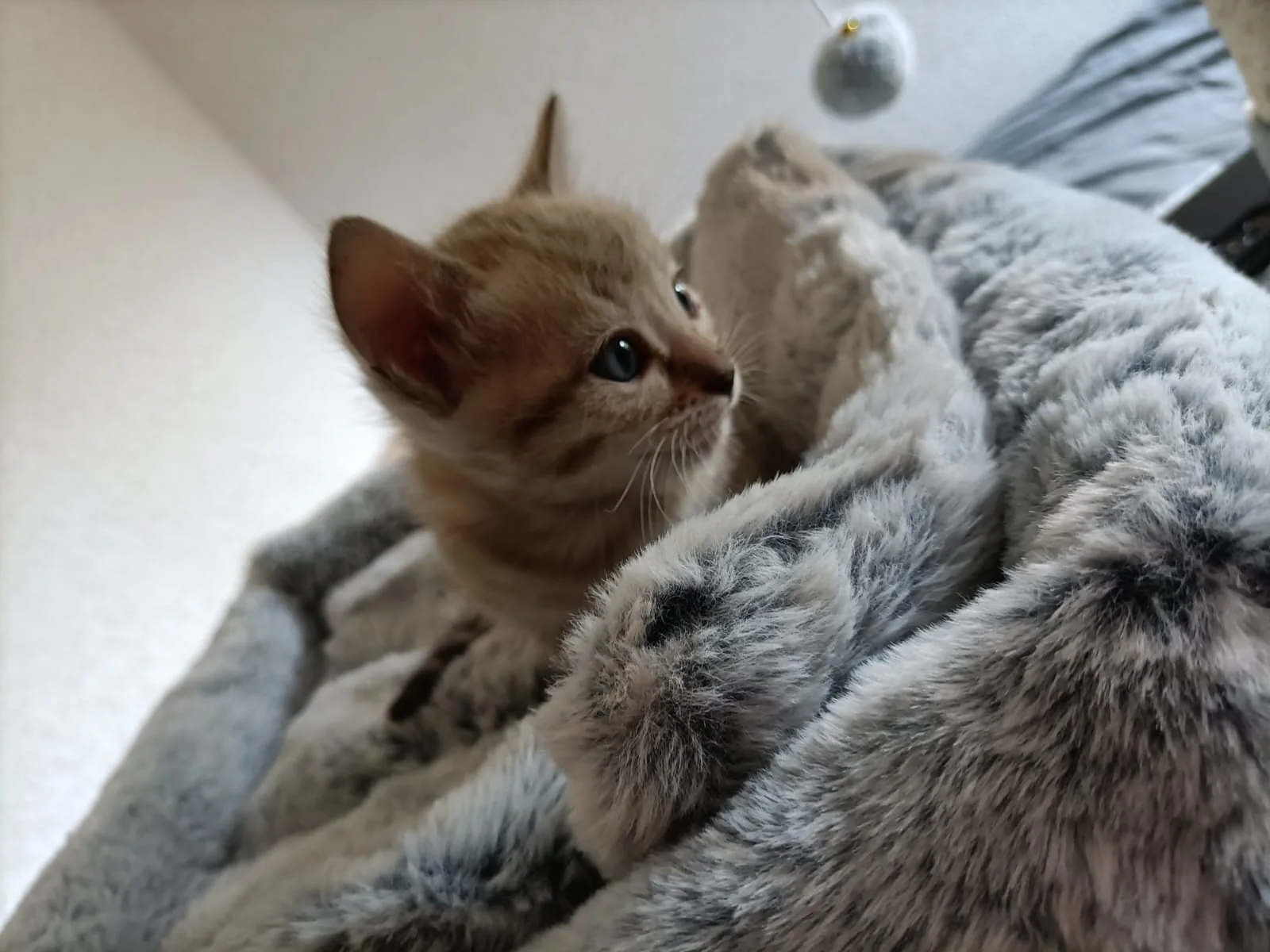 Helles Bengal-Kitten beobachtet einen hängenden Spielball über seinem Nest
