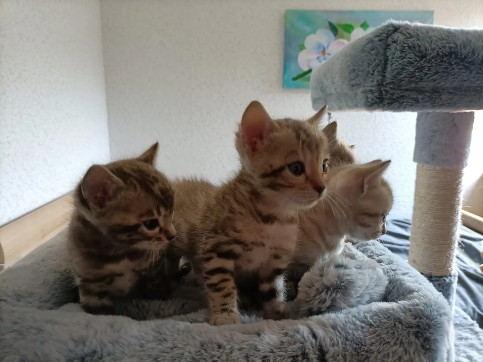 Vier Bengal-Kitten sitzen nebeneinander in ihrem grauen Kuschelnest und schauen aufmerksam