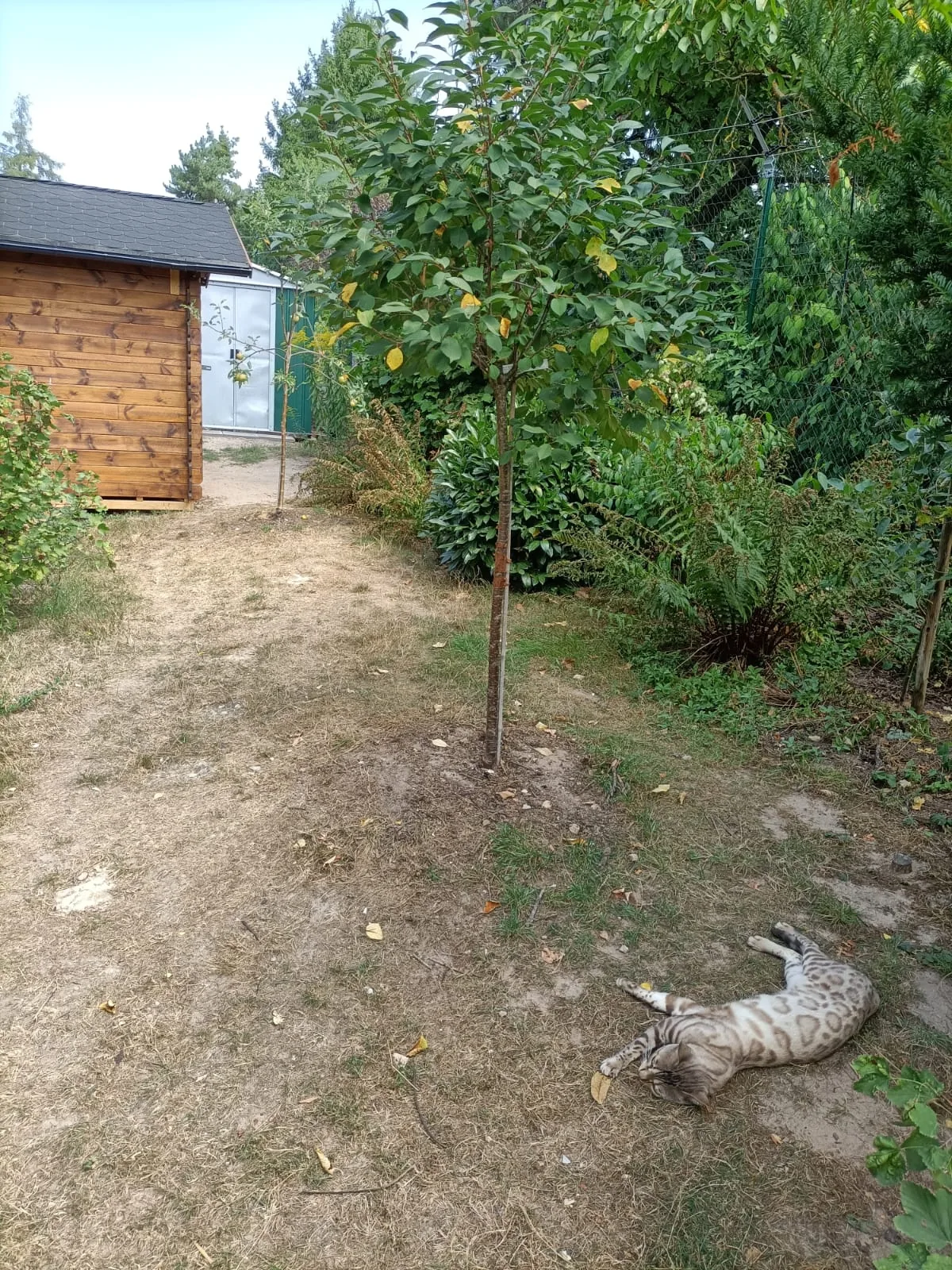 Snow Bengalkatze wälzt sich entspannt auf der Wiese
